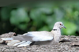 Eurasian Collared Dove