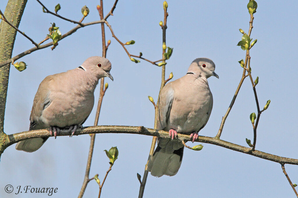 Eurasian Collared Dove adult, identification