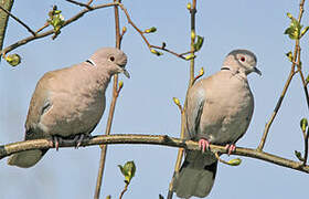 Eurasian Collared Dove