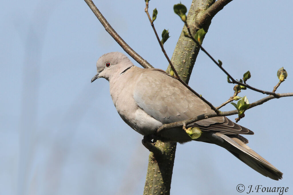 Eurasian Collared Dove, identification