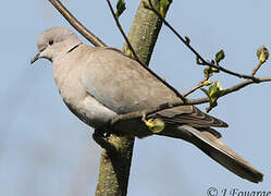 Eurasian Collared Dove