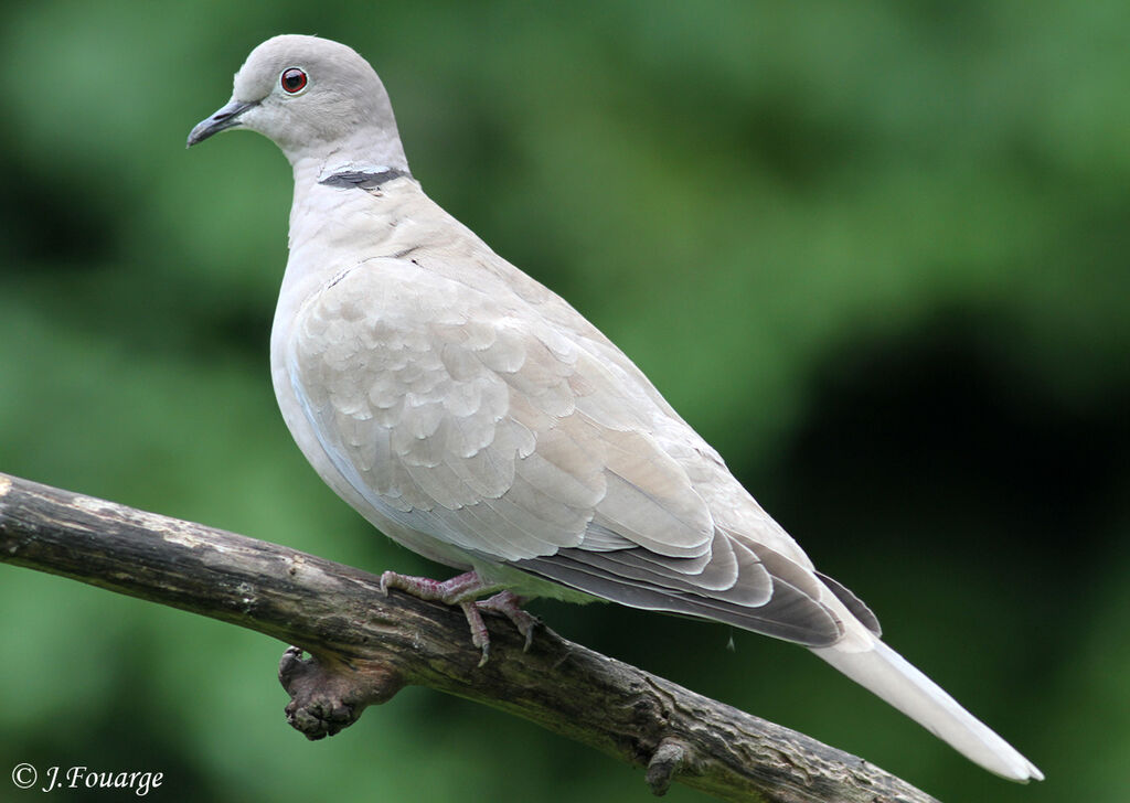 Eurasian Collared Dove, identification