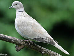 Eurasian Collared Dove