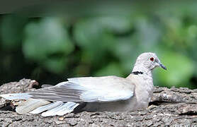 Eurasian Collared Dove