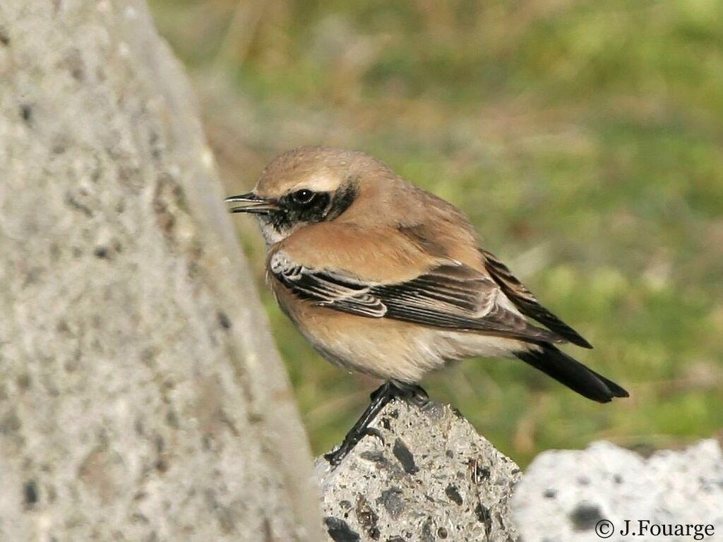 Desert Wheatear male adult