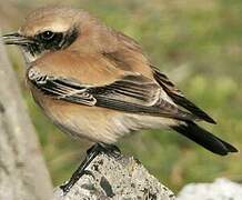 Desert Wheatear