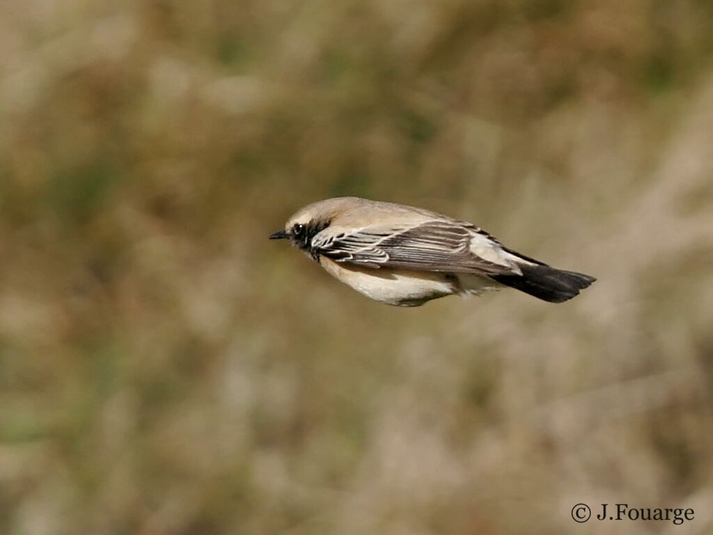 Desert Wheatear male adult, Flight