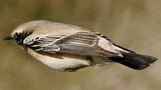 Desert Wheatear