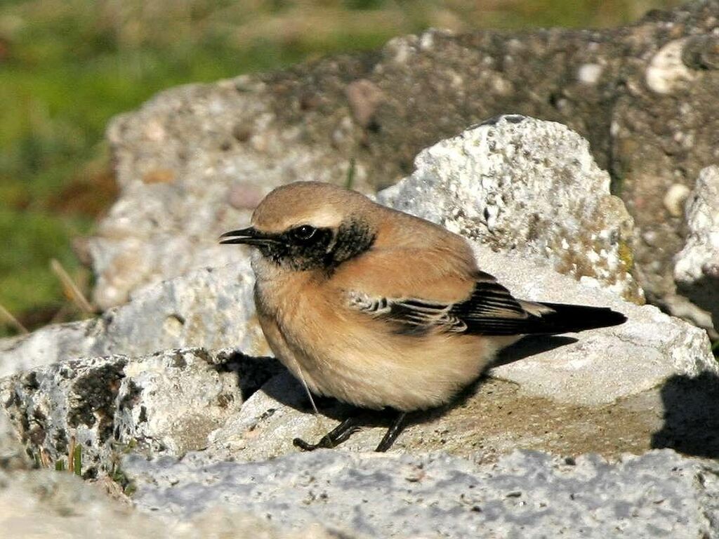 Desert Wheatear male adult