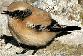 Desert Wheatear