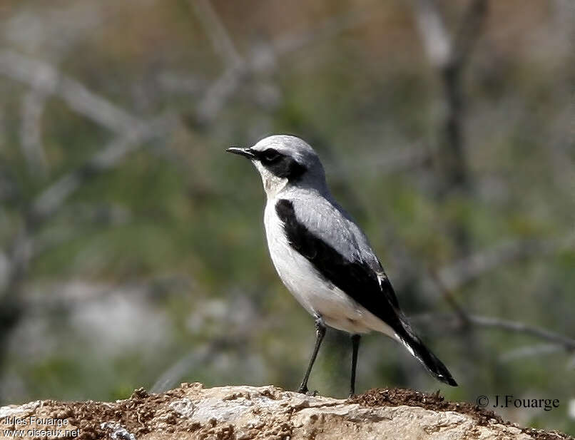 Northern Wheatear male adult breeding, identification