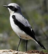 Northern Wheatear