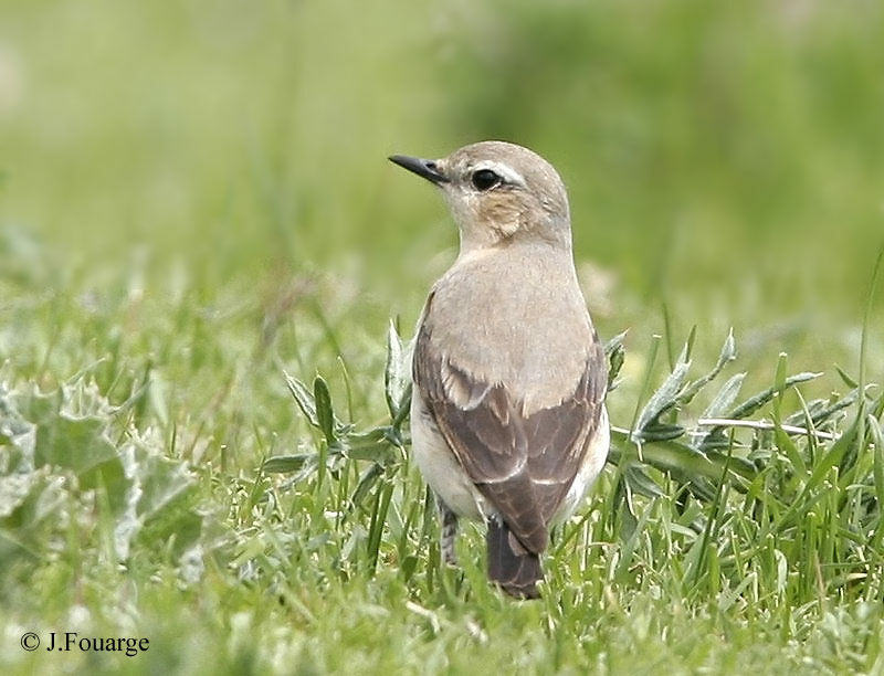 Northern Wheatear