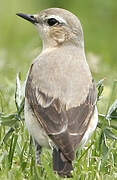 Northern Wheatear