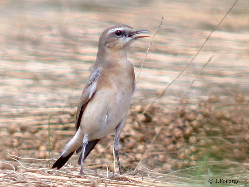 Northern Wheatear