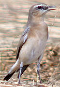 Northern Wheatear