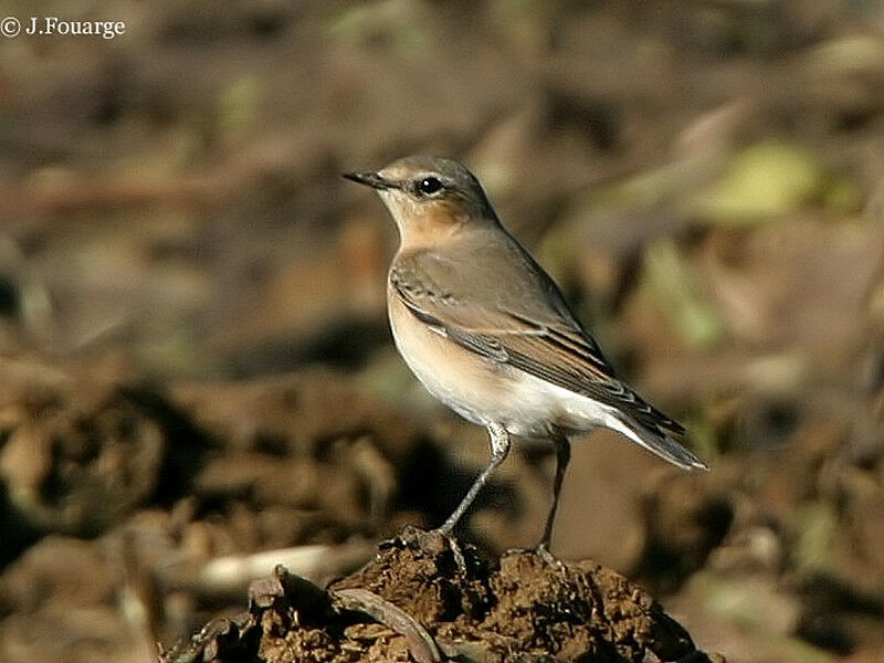 Northern Wheatear