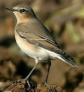 Northern Wheatear