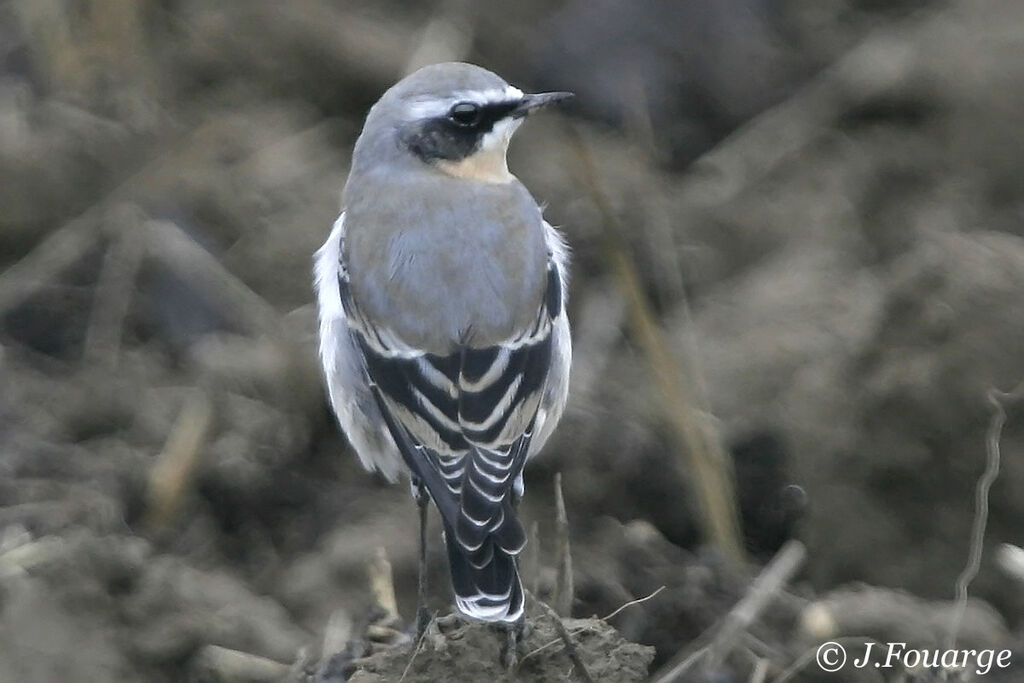 Northern Wheatear male adult post breeding