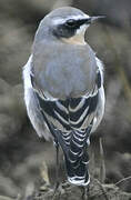 Northern Wheatear