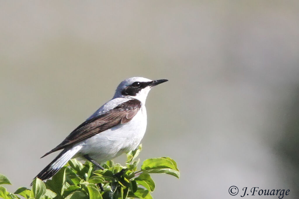 Northern Wheatear male adult, identification