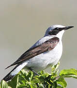 Northern Wheatear