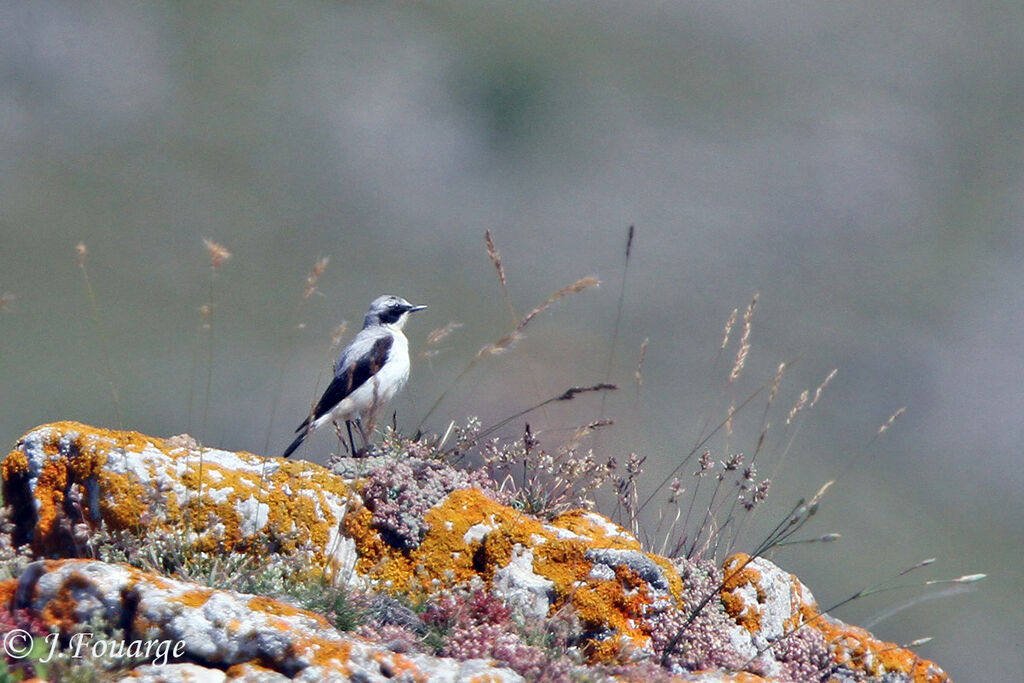 Traquet motteuxadulte, identification