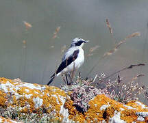 Northern Wheatear