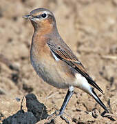 Northern Wheatear