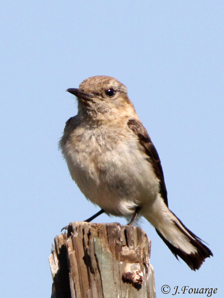 Western Black-eared Wheatear female adult