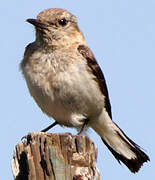 Western Black-eared Wheatear