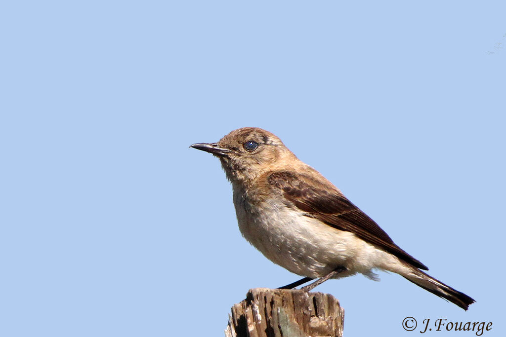 Black-eared Wheatear female adult, identification