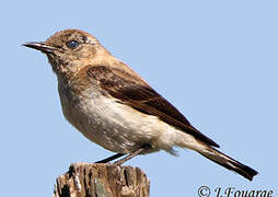 Western Black-eared Wheatear