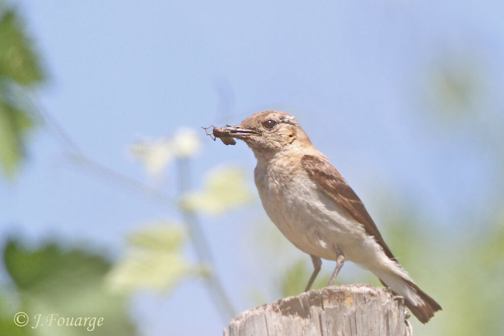 Western Black-eared Wheatear female adult, identification, feeding habits, Reproduction-nesting