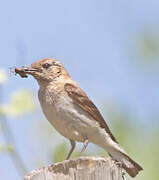 Western Black-eared Wheatear