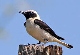 Western Black-eared Wheatear