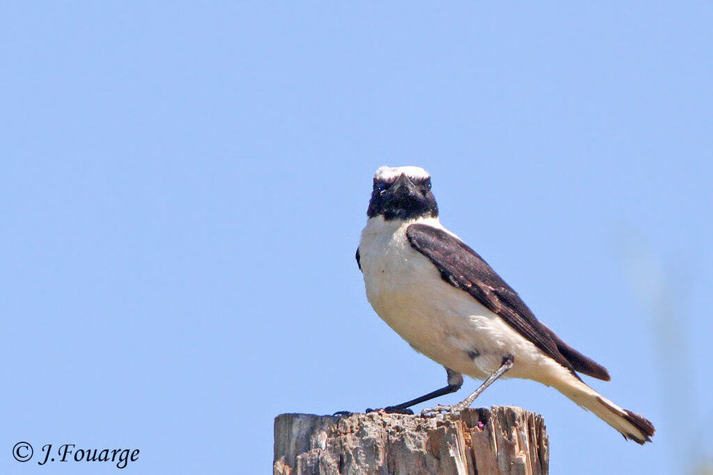 Western Black-eared Wheatear male adult, identification