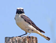 Western Black-eared Wheatear