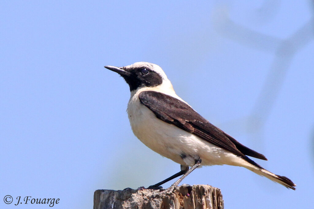 Black-eared Wheatear male adult, identification