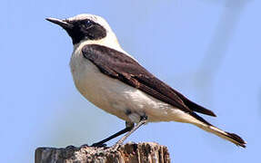 Western Black-eared Wheatear