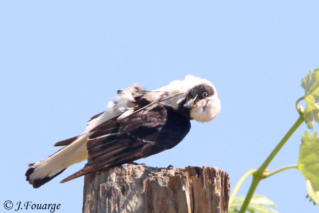 Black-eared Wheatear male adult, identification, Behaviour