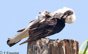 Black-eared Wheatear