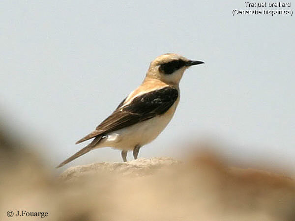 Black-eared Wheatear