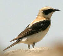 Black-eared Wheatear