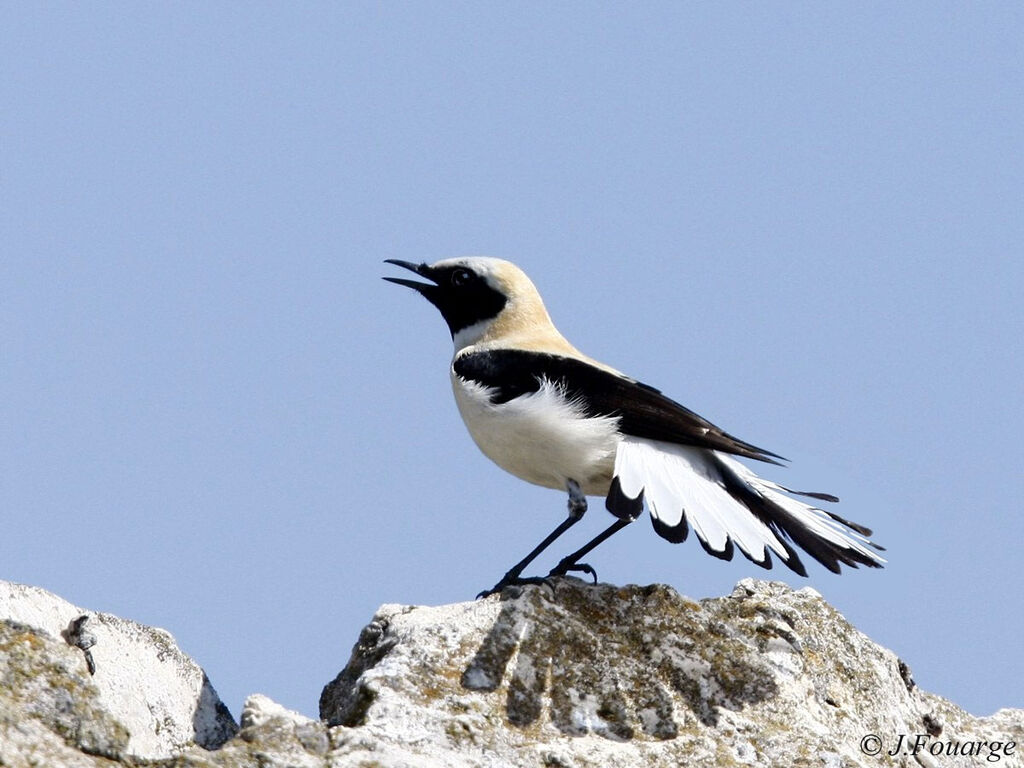 Western Black-eared Wheatear male adult