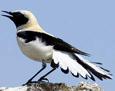 Western Black-eared Wheatear