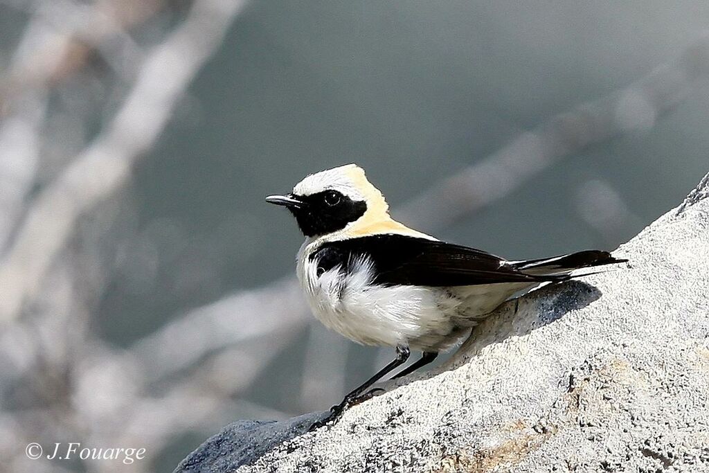 Black-eared Wheatear male adult