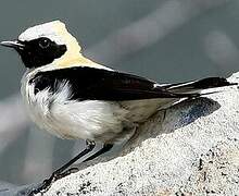 Black-eared Wheatear