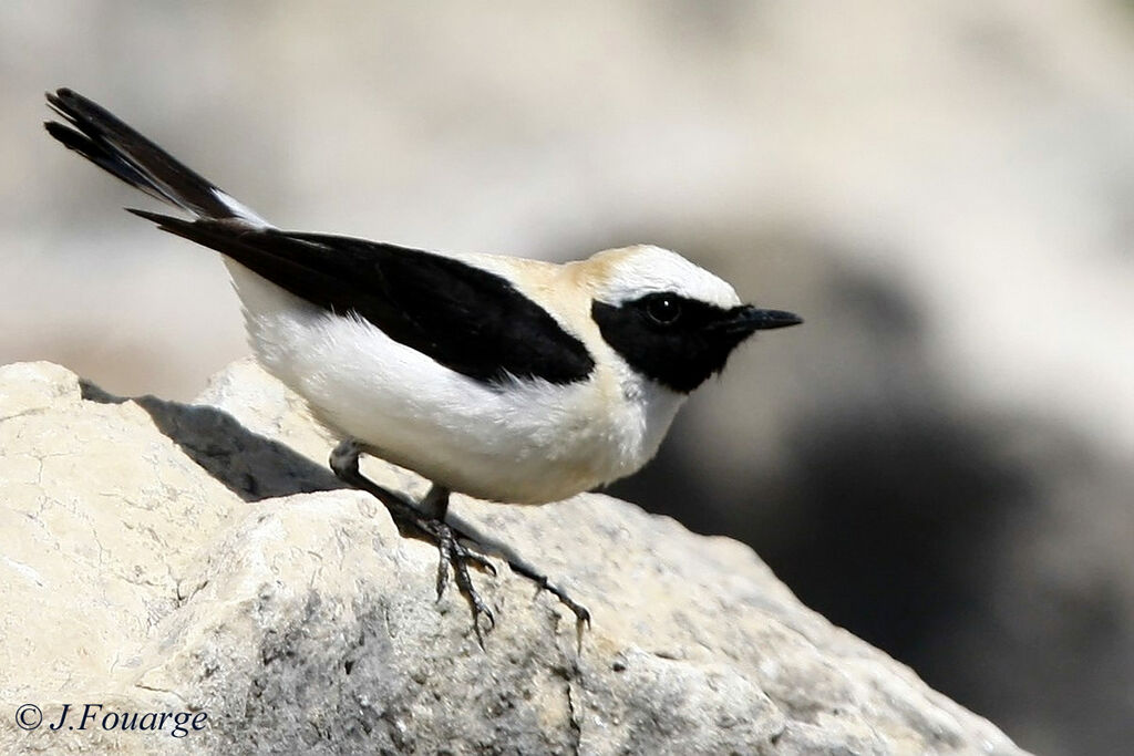 Western Black-eared Wheatear male adult