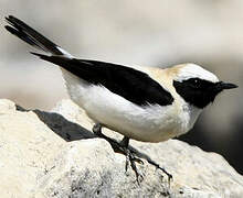 Western Black-eared Wheatear